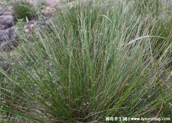 燈心草的毒性很大圖片，有較強腎毒性誤食會中毒(燈芯草)
