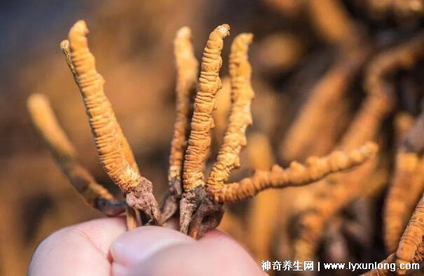 野生蟲草多少錢一斤，幾萬至十萬元以上(與產地/采集時間有關)