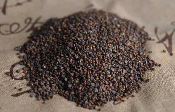 沙苑子泡水三大禁忌，十種人不能吃沙苑子(不能天天喝)