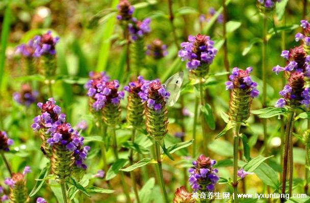 夏枯草專治十種病，甲狀腺腫/黃疸型肝炎/高血壓(功效主治)