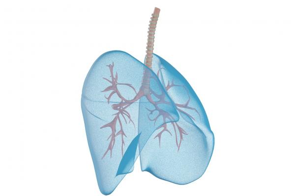 肺經的作用和功能