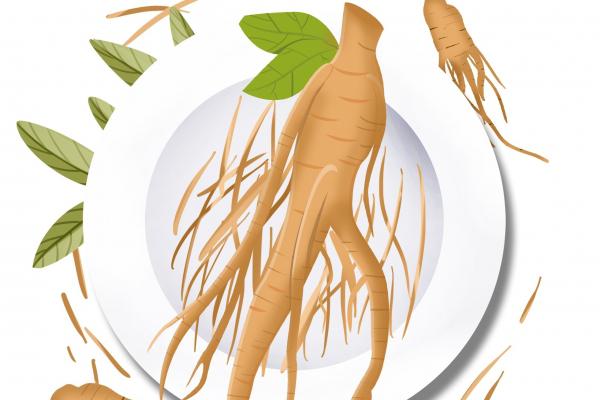 野山參的功效和吃法-易網(wǎng)<a href=http://m.henggaotouzi.com/ target=_blank class=infotextkey>健康養(yǎng)生</a>網(wǎng) 野山參的功效和吃法