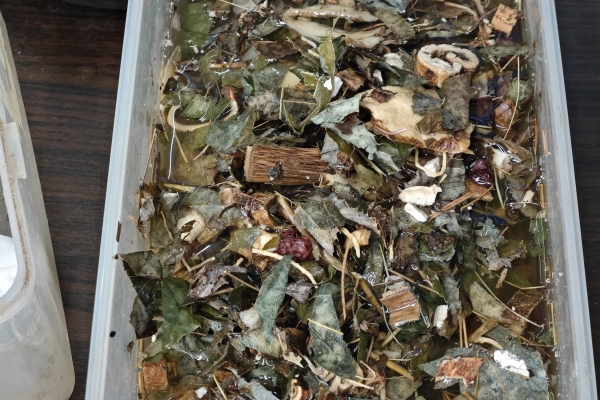 補腎常用的中藥有哪些